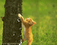 pic for cat  